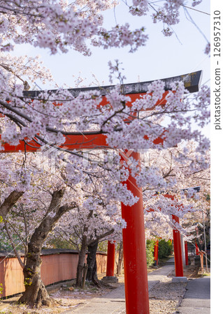 Kyoto, Takenaka Inari Shrine, cherry blossoms in full bloom enveloping the rows of torii gates 126957310