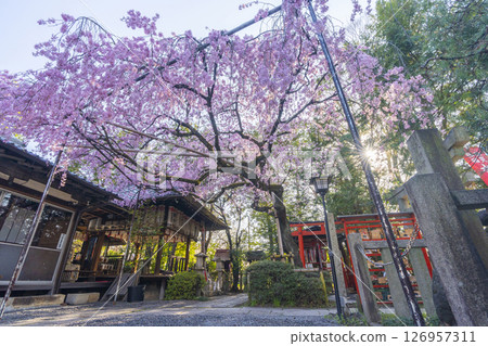 翠花天滿宮紅垂櫻（京都市上京區） 126957311