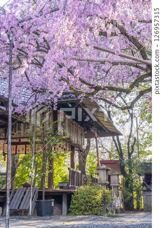 翠花天滿宮紅垂櫻（京都市上京區） 126957315