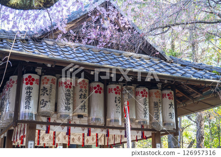 翠花天滿宮紅垂櫻（京都市上京區） 126957316