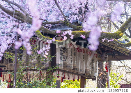 翠花天滿宮紅垂櫻（京都市上京區） 126957318