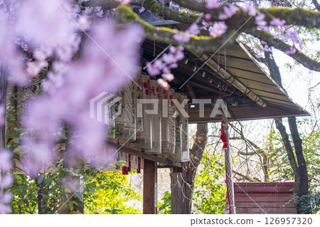 翠花天滿宮紅垂櫻(京都市上京區) 翠花天滿宮紅垂櫻(京都市上京區) 126957320