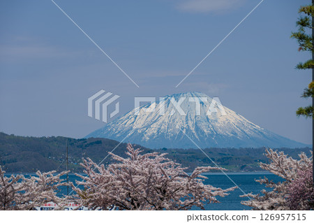 Snow-covered Mt. Yotei seen from the cherry blossom-filled shores of Lake Toya 126957515