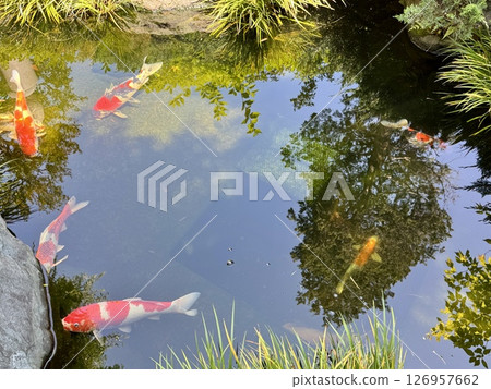錦鯉在池塘裡生長良好 126957662