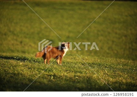 Brown and white dog is standing in a grassy field 126958191