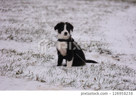 Black and white dog is sitting in the snow 126958238