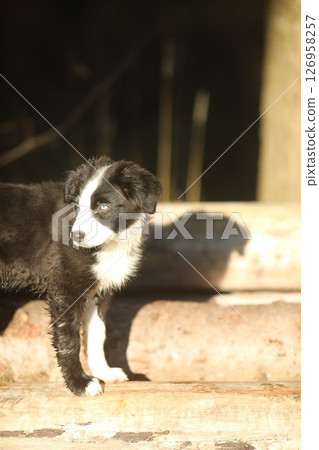 Small black and white dog is standing on a wooden log Small black and white dog is standing on a wooden log 126958257