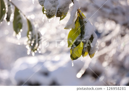 A leaf is covered in snow and ice A leaf is covered in snow and ice 126958281