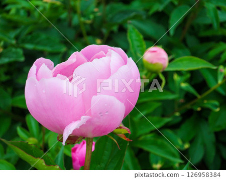Pink peony flowers - gentle colors and natural background as they begin to bloom 126958384