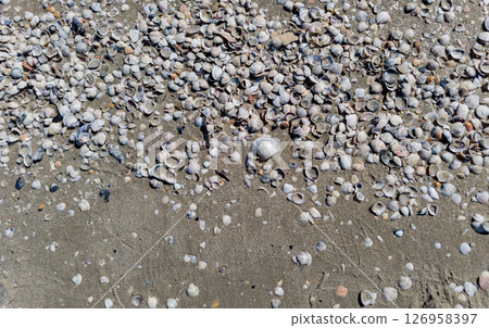 seashells on the beach 126958397