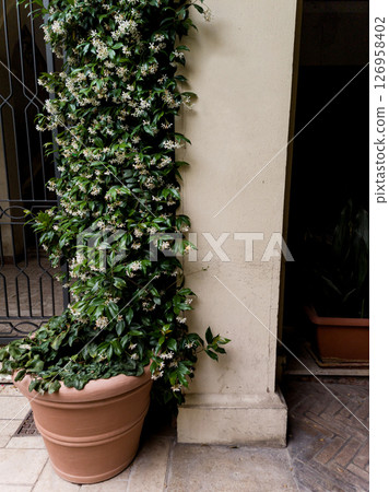 green potted plant on the streets green potted plant on the streets 126958402
