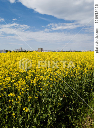 Ecological rapeseed field 126958416