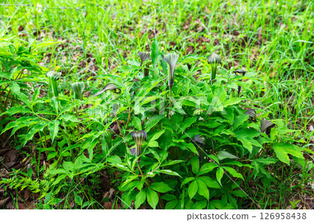 A cluster of snakeweed flowers A cluster of snakeweed flowers 126958438