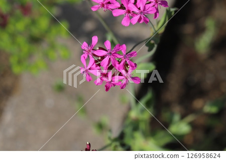 春天花園裡盛開的粉紅色鬱金香花 126958624