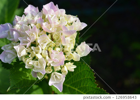  hydrangea 126958643
