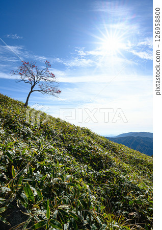 一棵樹矗立在長滿竹草的山坡上 山景 126958800
