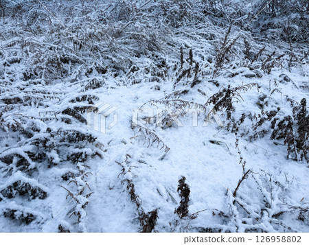 Winter scene of dead grass covered with fresh snow 126958802