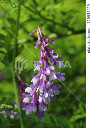 Purple wisteria flowers blooming in a spring field 126958929