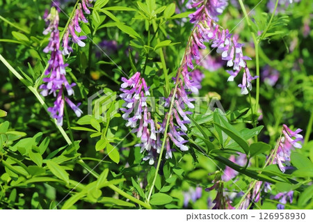Purple wisteria flowers blooming in a spring field Purple wisteria flowers blooming in a spring field 126958930