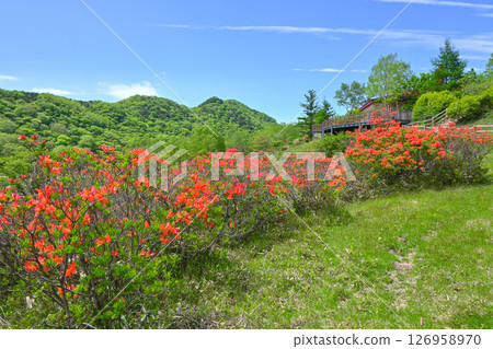 赤木山與盛開的renge杜鵑花[群馬縣] 126958970