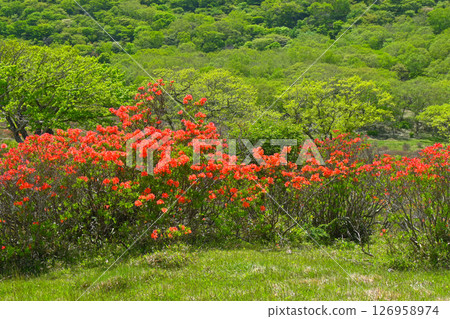 Mt. Akagi with blooming renge azaleas [Gunma Prefecture] 126958974