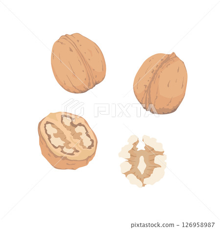 帶殼核桃的插圖 帶殼核桃的插圖 126958987