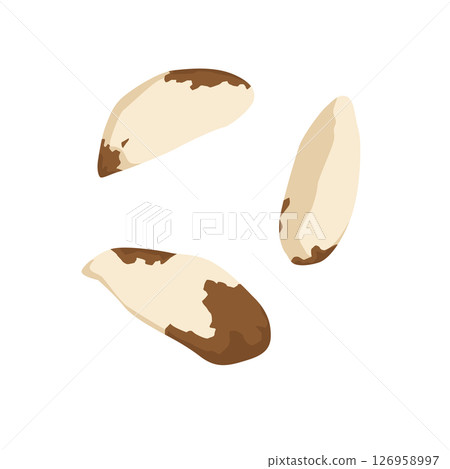 巴西堅果插圖 巴西堅果插圖 126958997