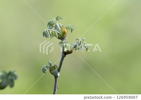 Sprouts and green background Sprouts and green background 126959007