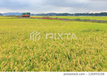 Mooka Railway "Rice fields and scenery along the railway line in the harvest season" Mooka Railway "Rice fields and scenery along the railway line in the harvest season" 126959186