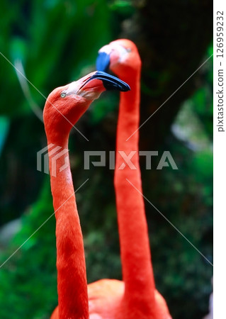 Scenery with flamingos Scenery with flamingos 126959232