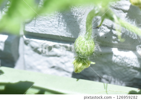 Watermelon growing Watermelon growing 126959282