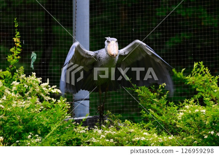 鯨頭鸛 鯨頭鸛 126959298