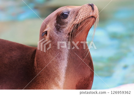 seal  126959362