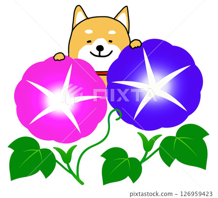 A smiling Shiba Inu dog behind a large morning glory 126959423