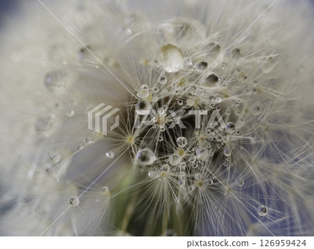 Water droplets on dandelion fluff 126959424