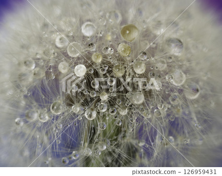 Water droplets on dandelion fluff Water droplets on dandelion fluff 126959431