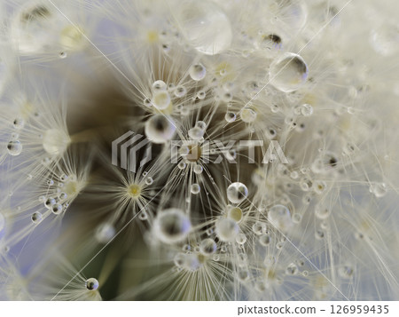 Water droplets on dandelion fluff Water droplets on dandelion fluff 126959435
