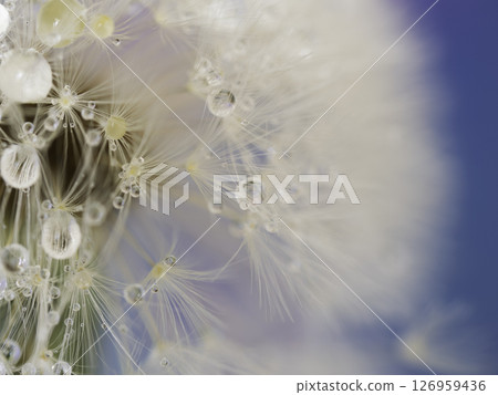Water droplets on dandelion fluff Water droplets on dandelion fluff 126959436