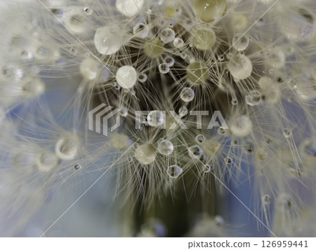Water droplets on dandelion fluff 126959441