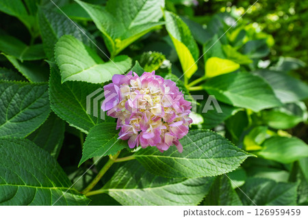 Pink hydrangea in the sun 126959459
