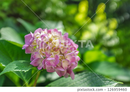 陽光下的粉紅色繡球花 陽光下的粉紅色繡球花 126959460
