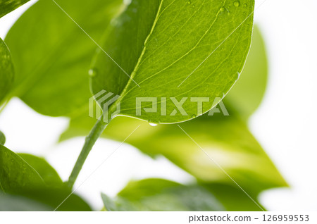 綠蘿上的水滴 126959553