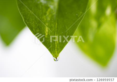 綠蘿上的水滴 126959557