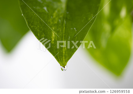 water droplets on pothos 126959558