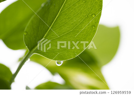 water droplets on pothos 126959559