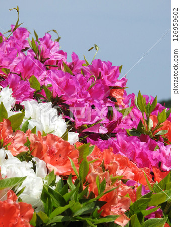 Unique and same origin 126959602