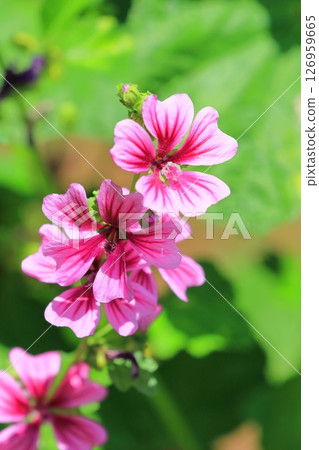 金錢錦葵（錦葵）花 126959665