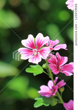 Money mallow (Mallow) flower Money mallow (Mallow) flower 126959666