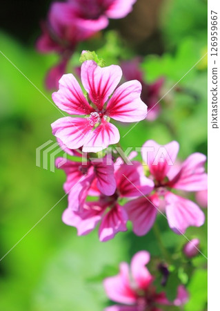 金錢錦葵（錦葵）花 126959667