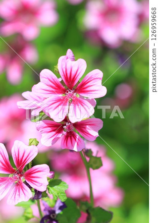 金錢錦葵(錦葵)花 金錢錦葵(錦葵)花 126959668